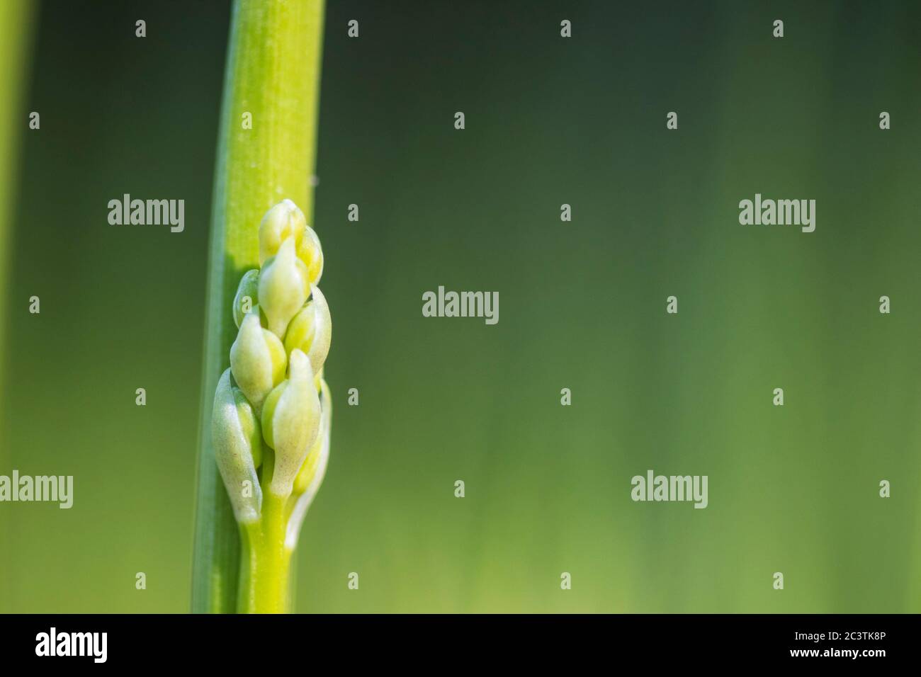 European lily-of-the-valley (Convallaria majalis), inflorescence in bud, Netherlands, Frisia Stock Photo