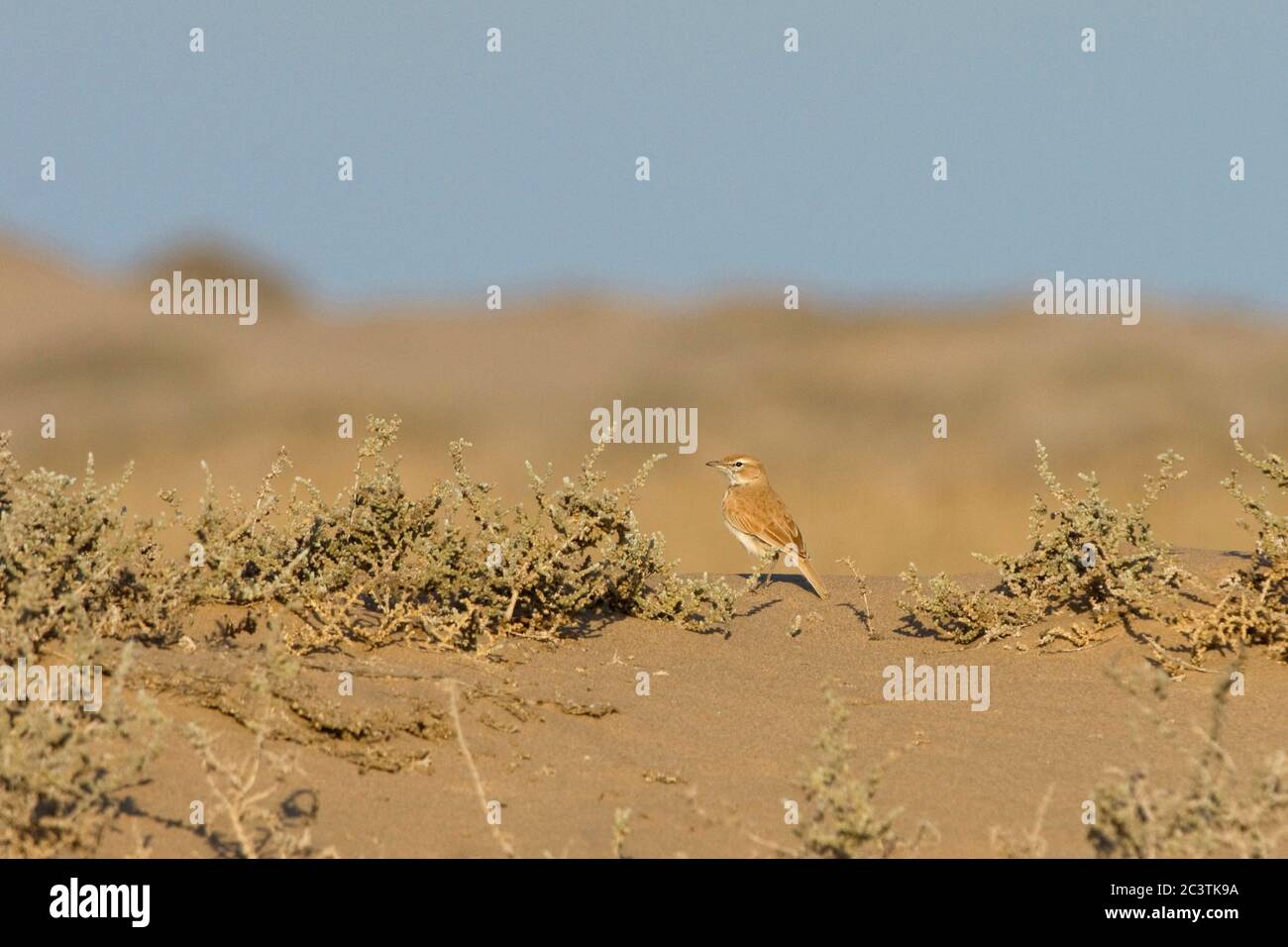 dune lark (Certhilauda erythrochlamys), perching on a sand hill in the desert , Namibia Stock Photo