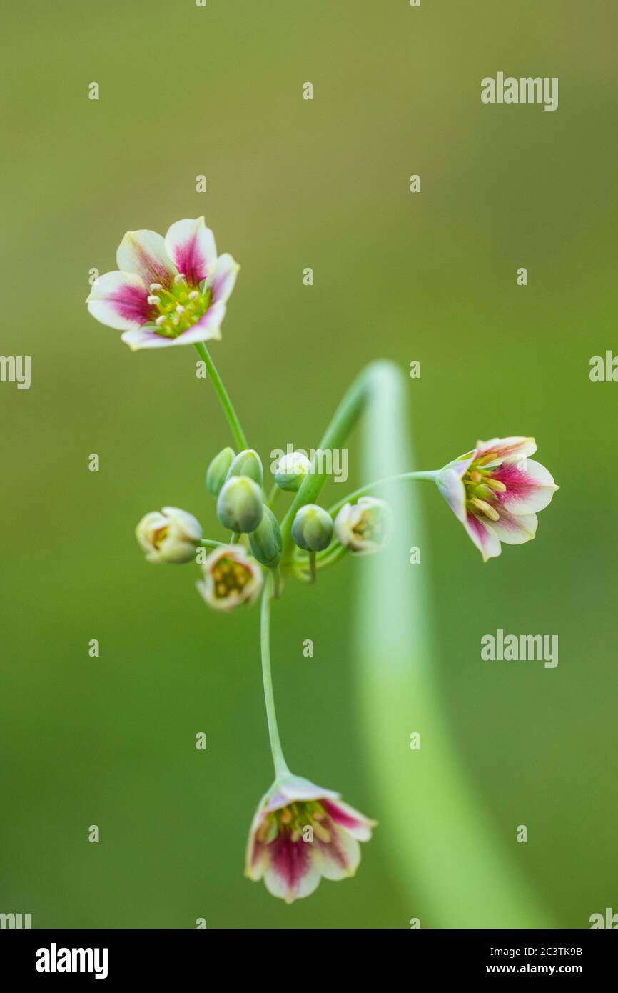 Honey garlic (Allium siculum, Nectaroscordum siculum), flowers Stock Photo