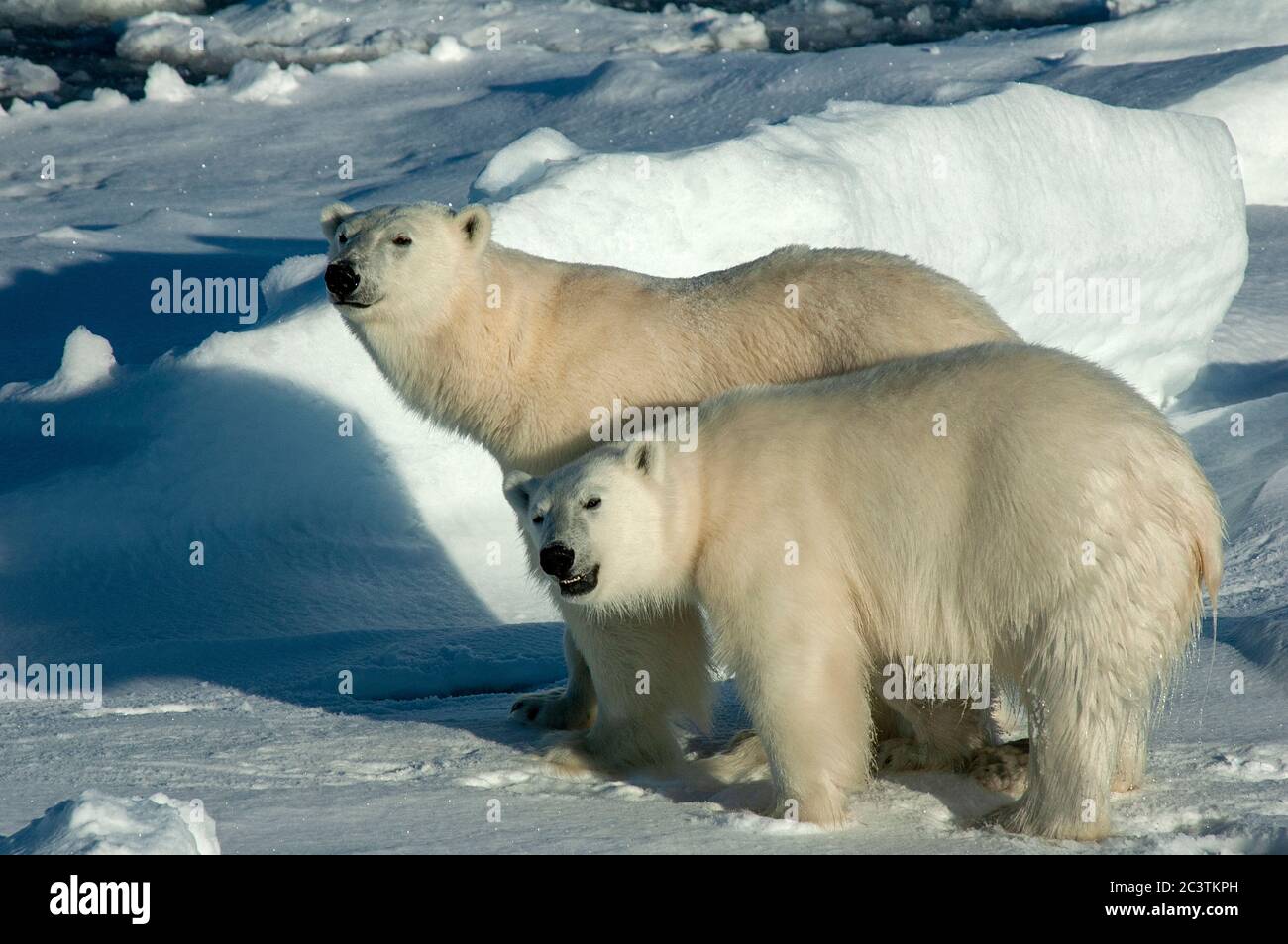 polar bear (Ursus maritimus), two polar-bears standing together on pack-ice, Norway, Svalbard Stock Photo