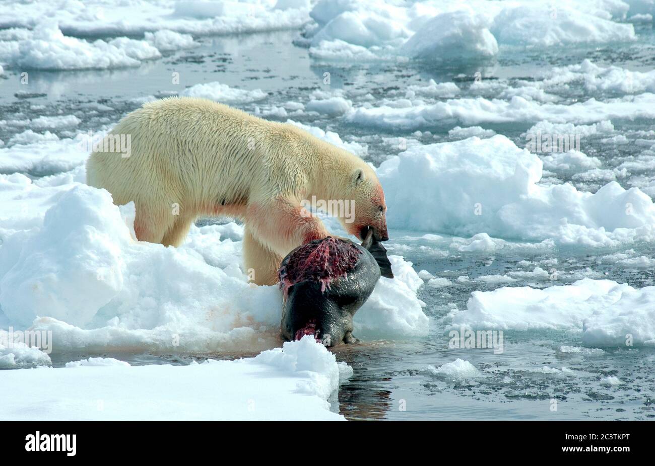 polar bear (Ursus maritimus), pulling a dead preyed seal on an ice floe,  side view, Norway, Svalbard Stock Photo - Alamy