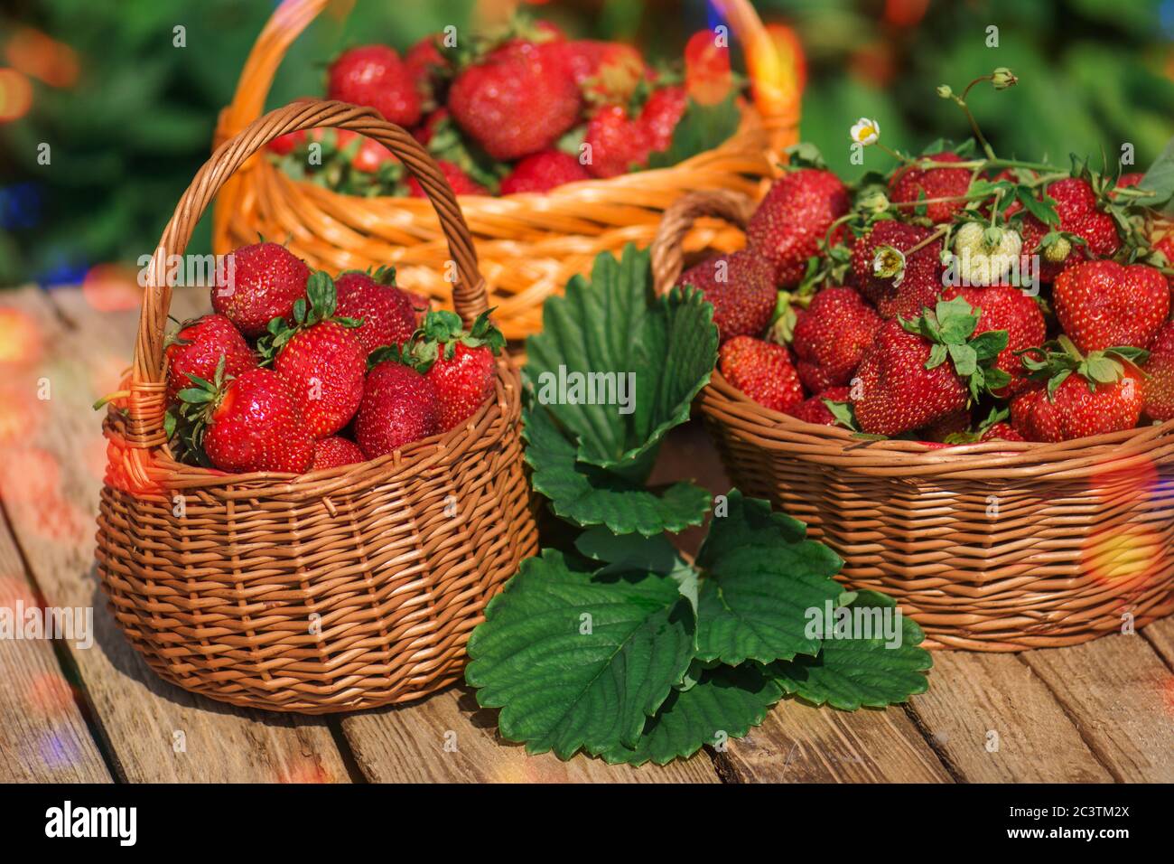 Berries colorful on a table. Harvested strawberries in berry garden. Picking ripe strawberries. Home grown strawberries tastes better Stock Photo