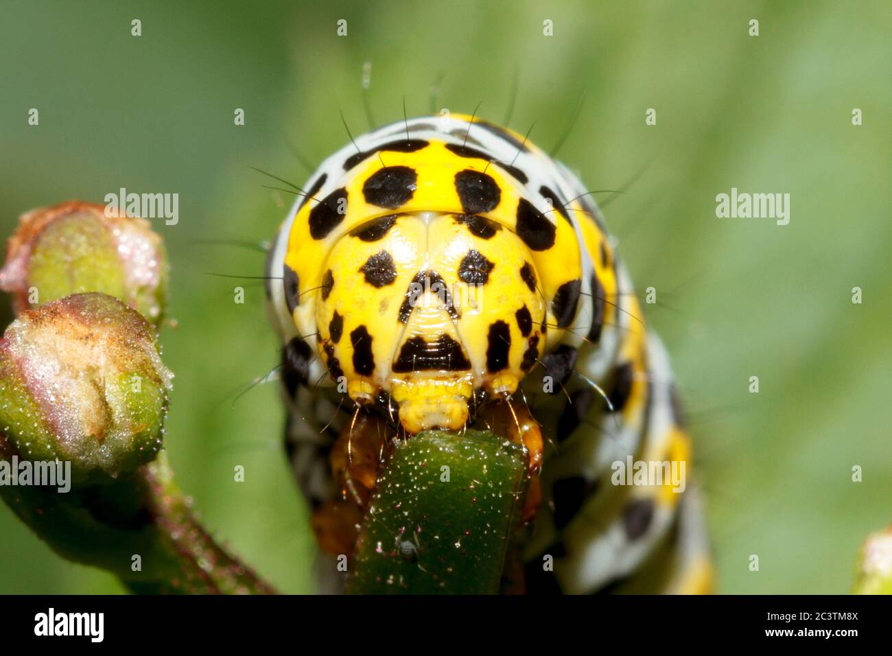 Hailsham, UK. 22nd Jun 2020. These Mullein moth caterpillars (Cucullia verbasci) appear to have markings that resemble a human face. Complete with eyes, nose and a mouth these caterpillars were seen in the photographers garden in East Sussex,UK. Credit: Ed Brown/Alamy Live News Stock Photo