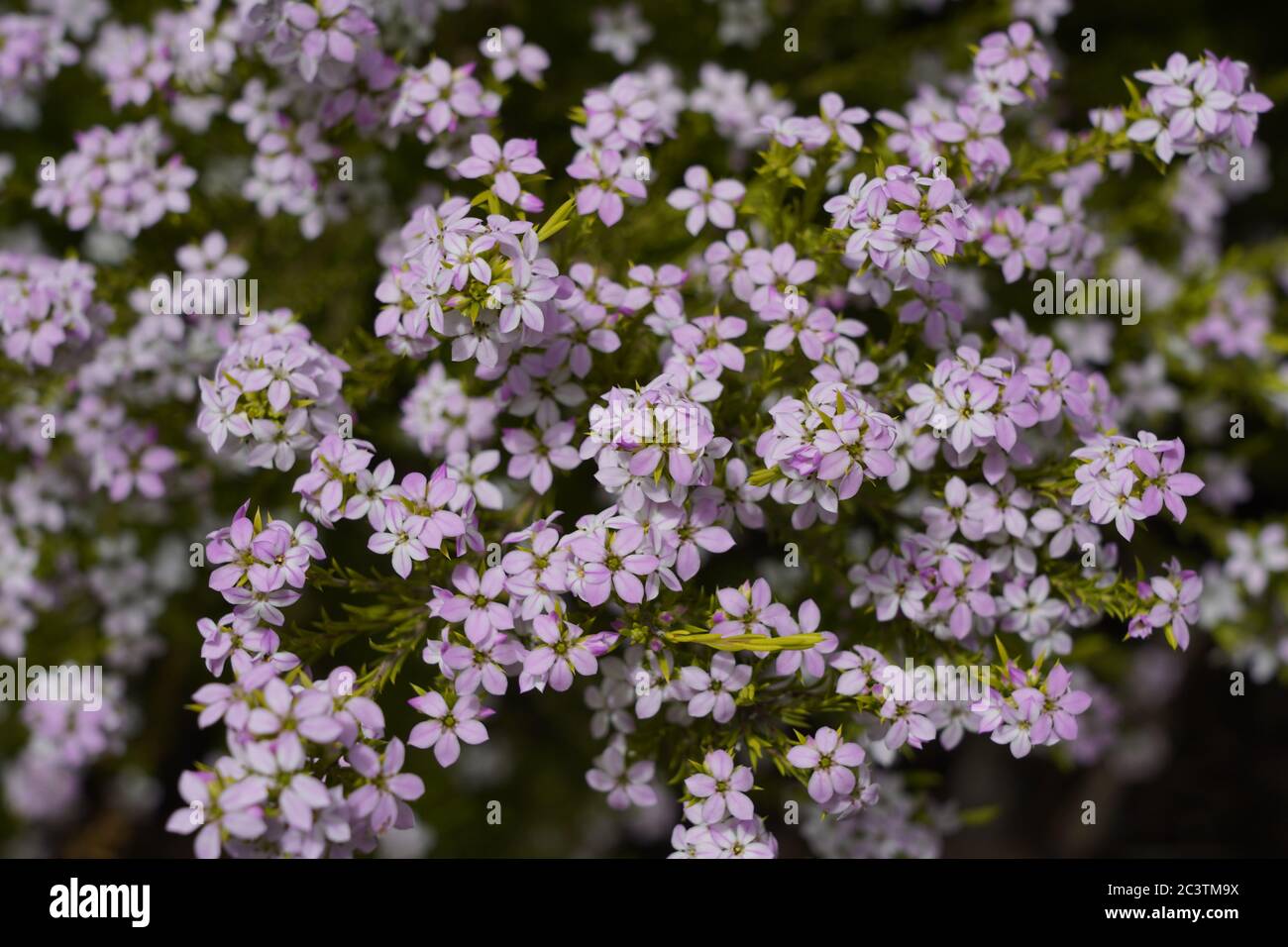 5 merous actinomorphic flowers hi-res stock photography and images - Alamy