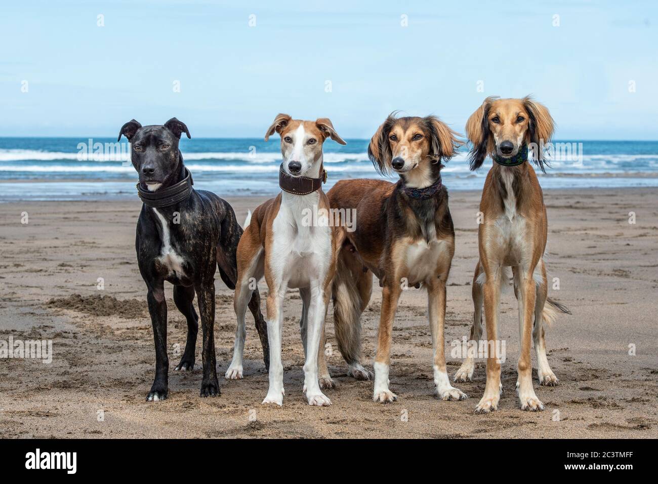 family of dogs on beach on holiday Stock Photo