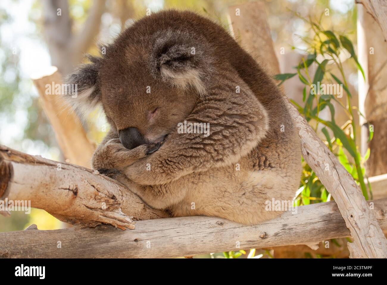 Koala (Phascolarctos cinereus) eats leaves in an Eucalyptus tree Stock Photo