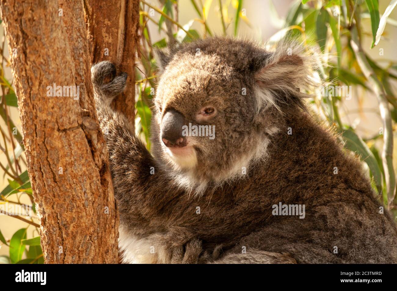 Koala (Phascolarctos cinereus) eats leaves in an Eucalyptus tree Stock Photo