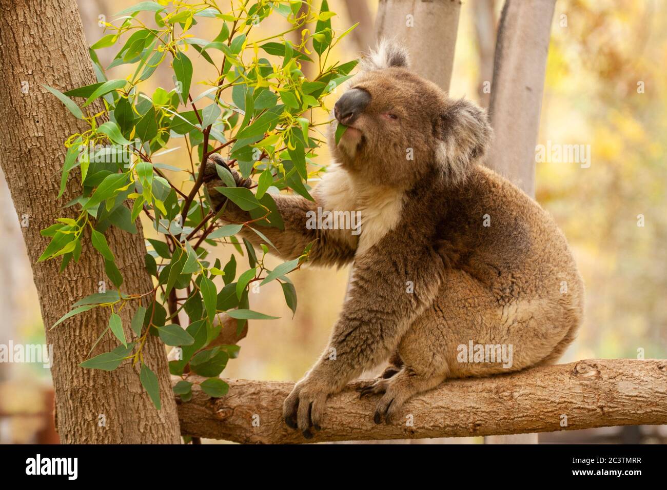 Koala (Phascolarctos cinereus) eats leaves in an Eucalyptus tree Stock Photo