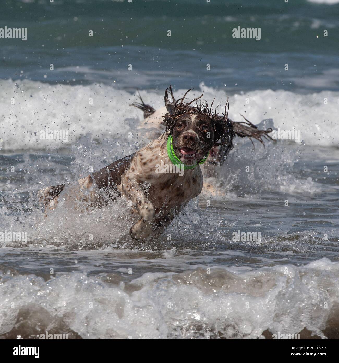 english springer spaniel dog playing in waves Stock Photo