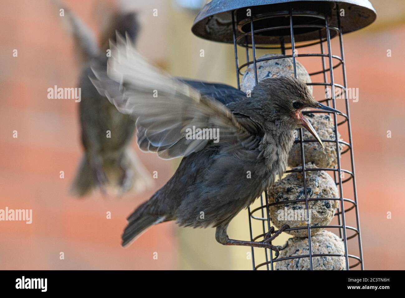 Two Starlings fighting on a bird feeder Stock Photo Alamy