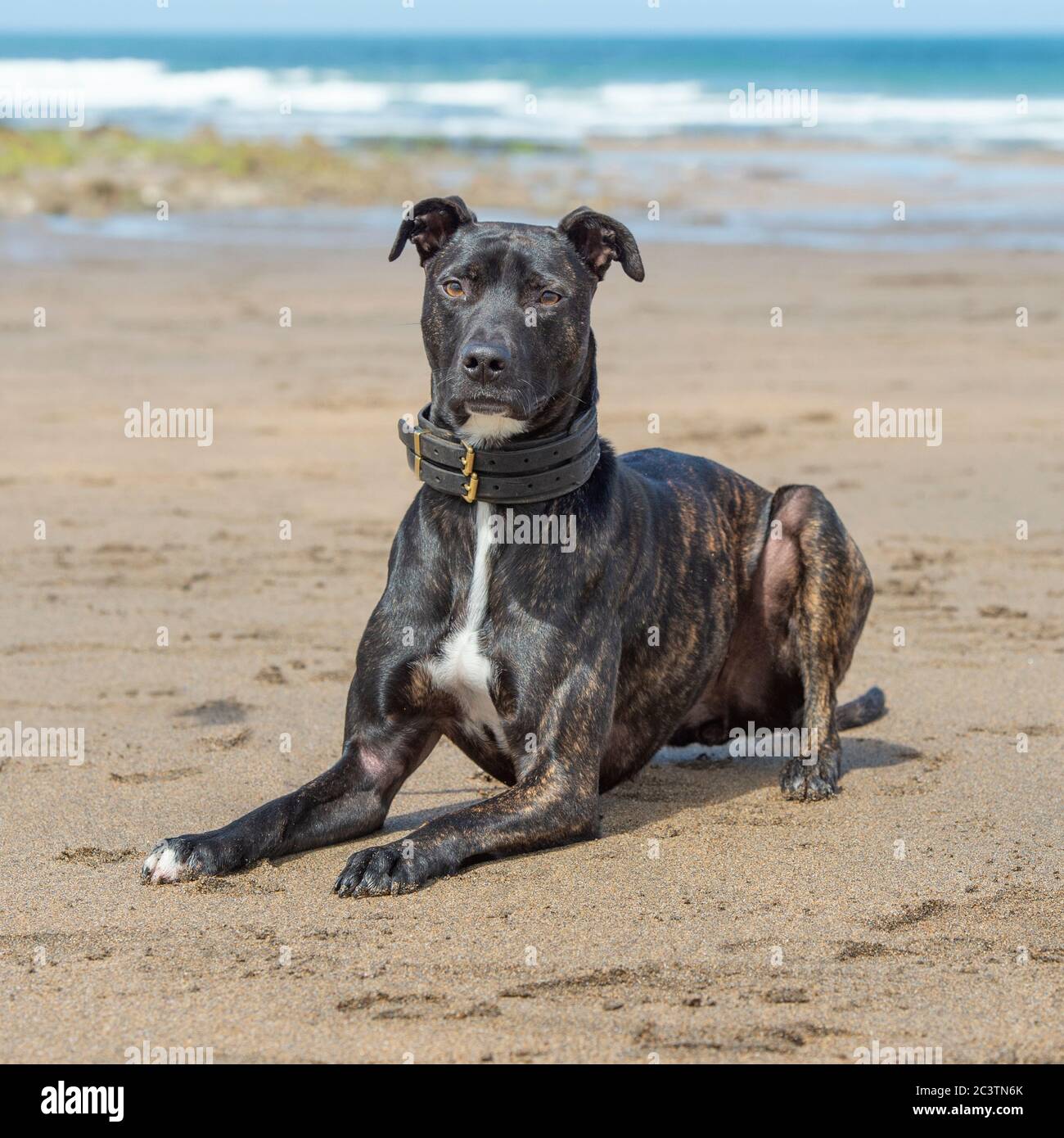 lurcher on the beach Stock Photo
