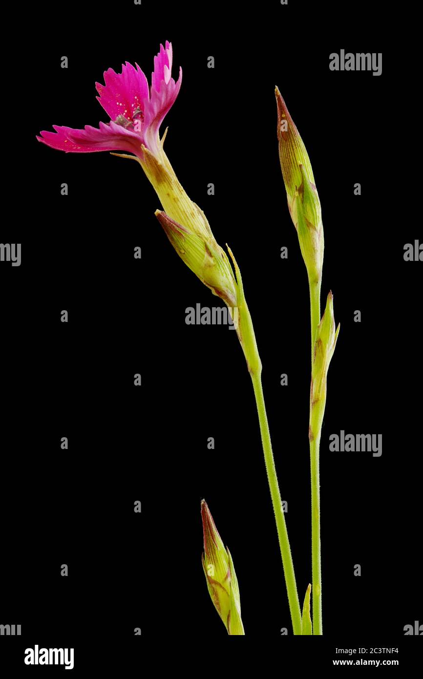 Maiden Pink (Dianthus deltoides). Inflorescence Closeup Stock Photo