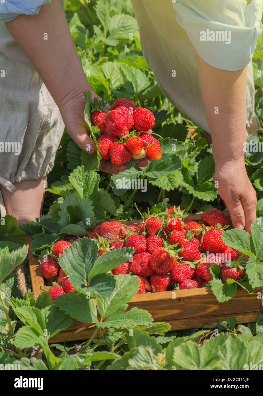 Strawberry harvest concept. Hand rips strawberries from the bush ...