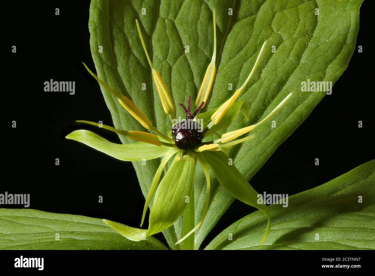 Herb Paris (Paris quadrifolia). Flower Closeup Stock Photo Alamy