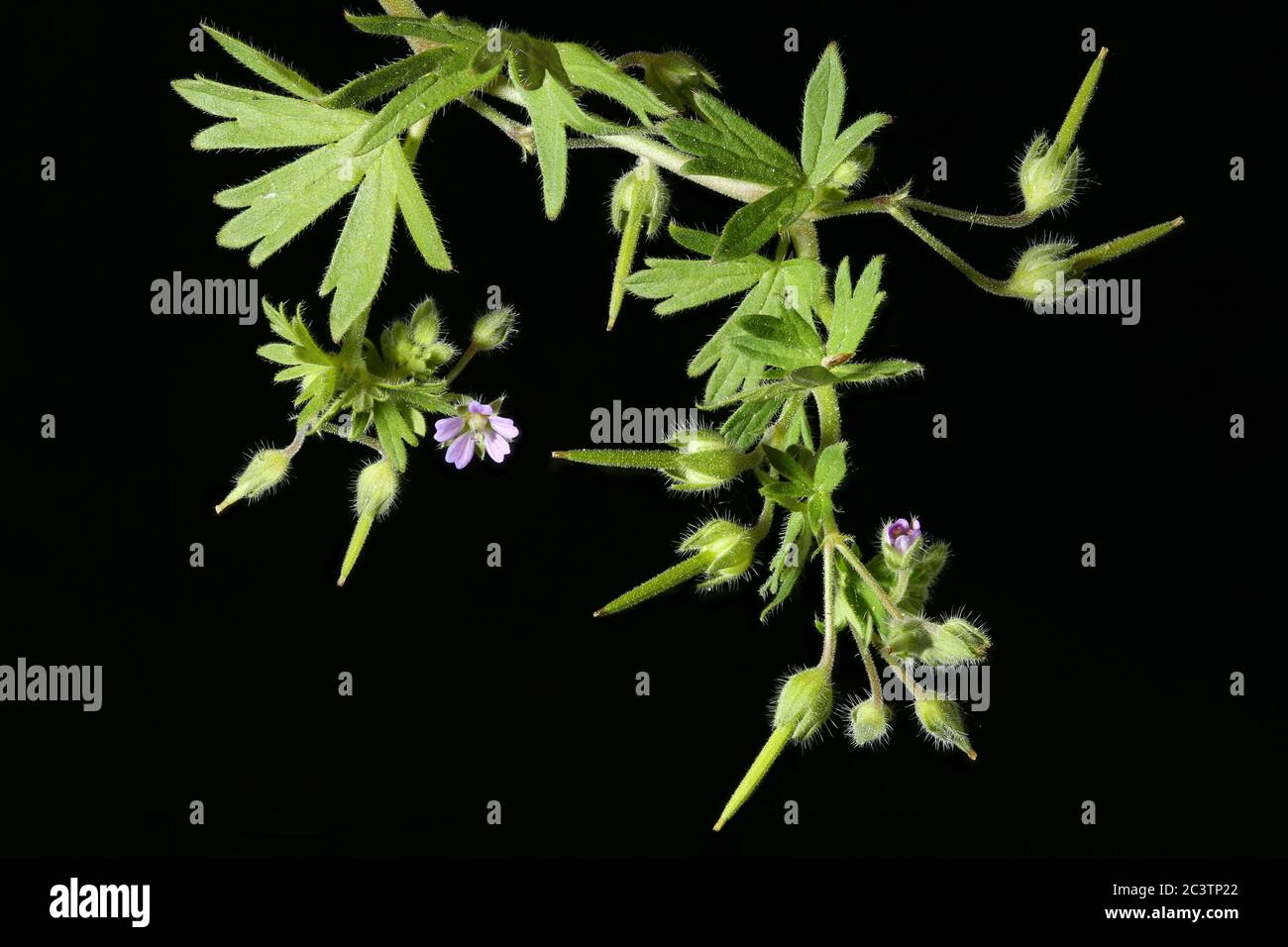 Small-Flowered Crane's-Bill (Geranium pusillum). Inflorescence Closeup Stock Photo