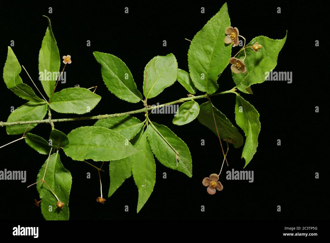 Warted Spindle (Euonymus verrucosus). Flowering Branch Closeup Stock Photo
