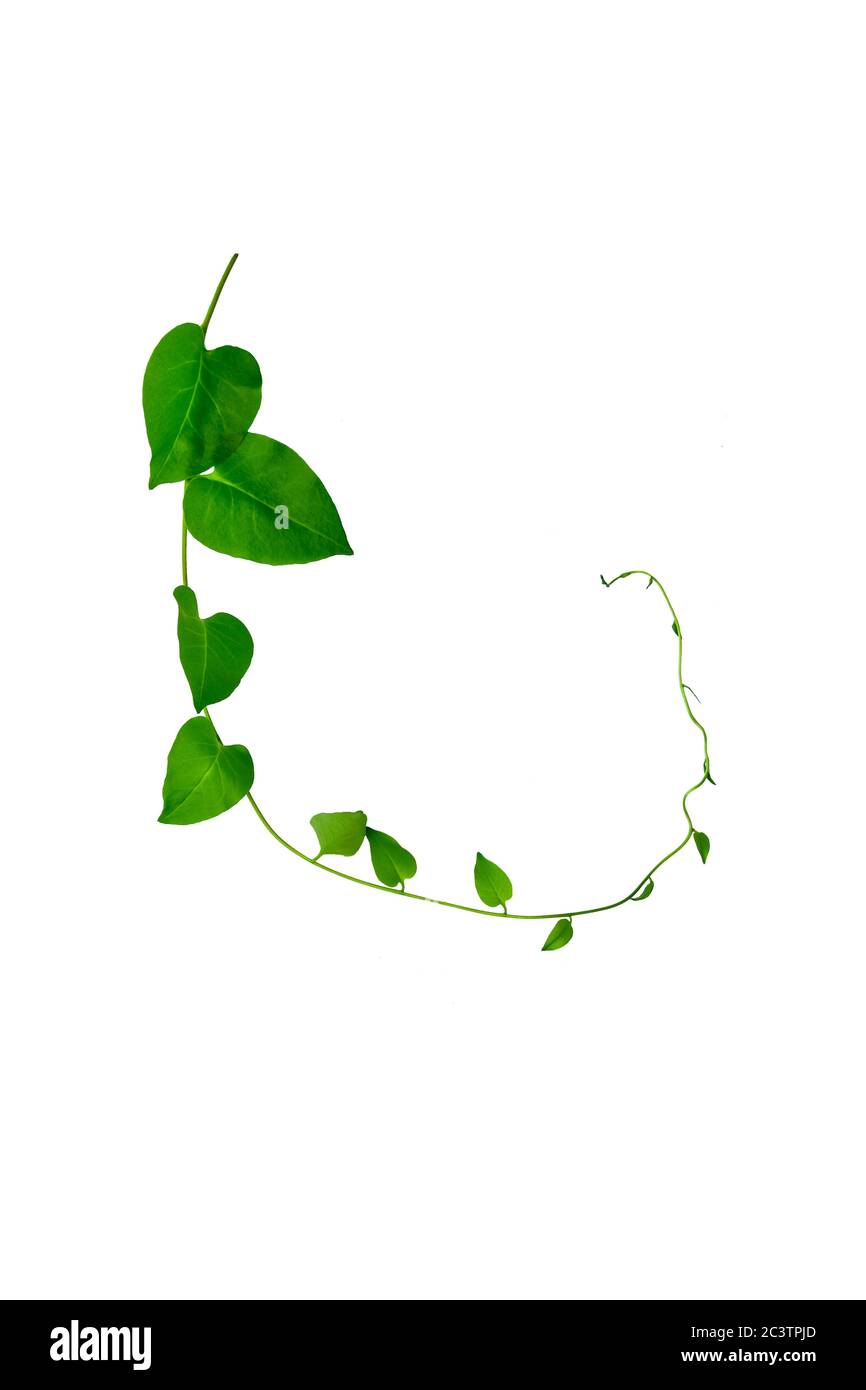 Wild morning glory leaves jungle vines tropical plant isolated on white background, clipping path included Stock Photo