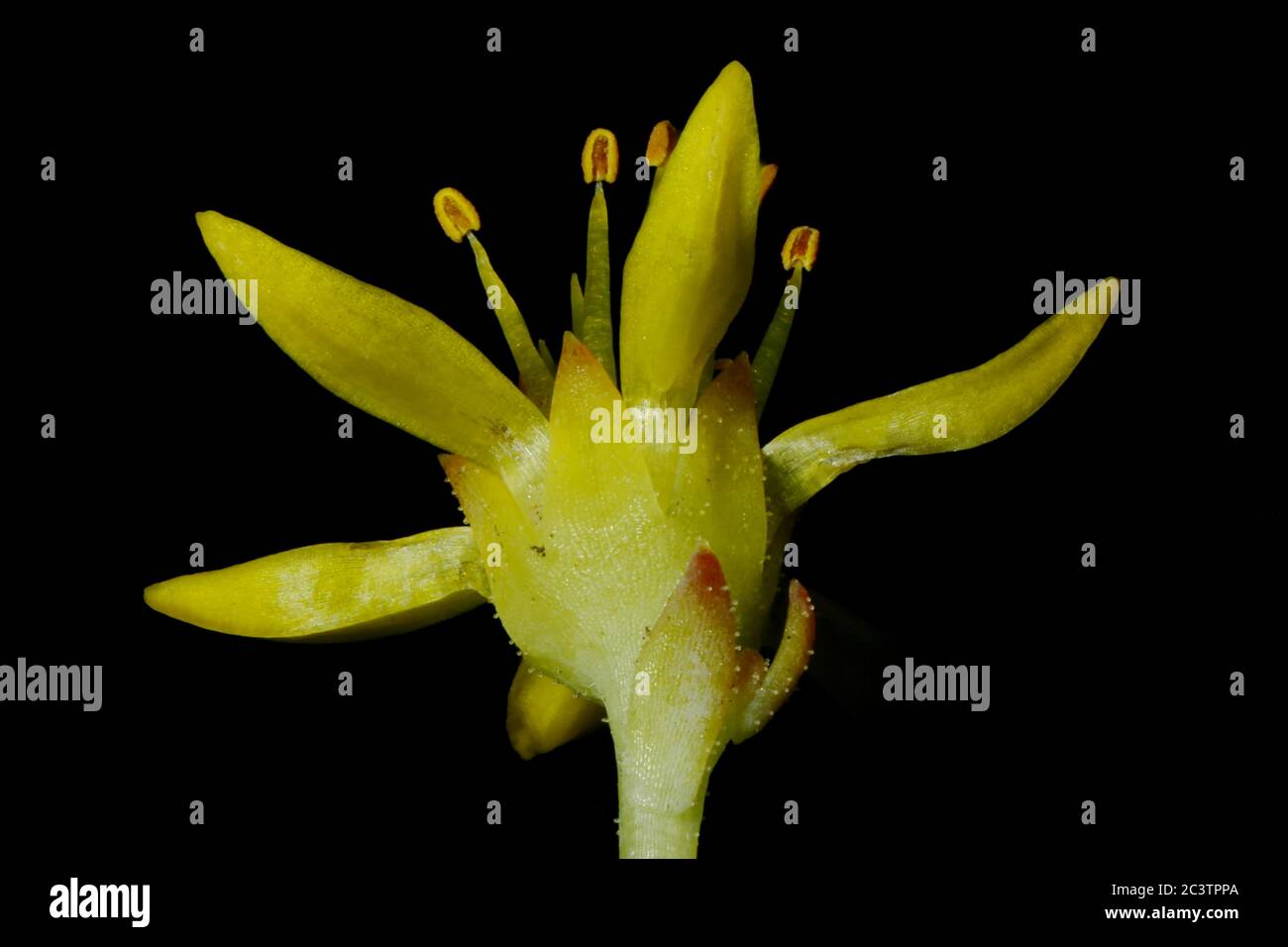 Reflexed Stonecrop (Sedum rupestre). Flower Closeup Stock Photo