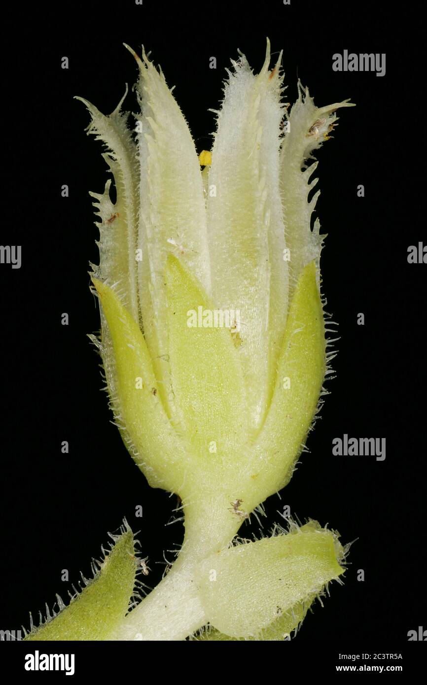 Rolling Hen-and-Chicks (Jovibarba globifera). Flower Closeup Stock Photo