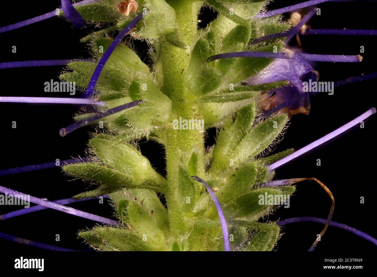Spiked Speedwell (Veronica spicata). Inflorescence Detail Closeup Stock Photo