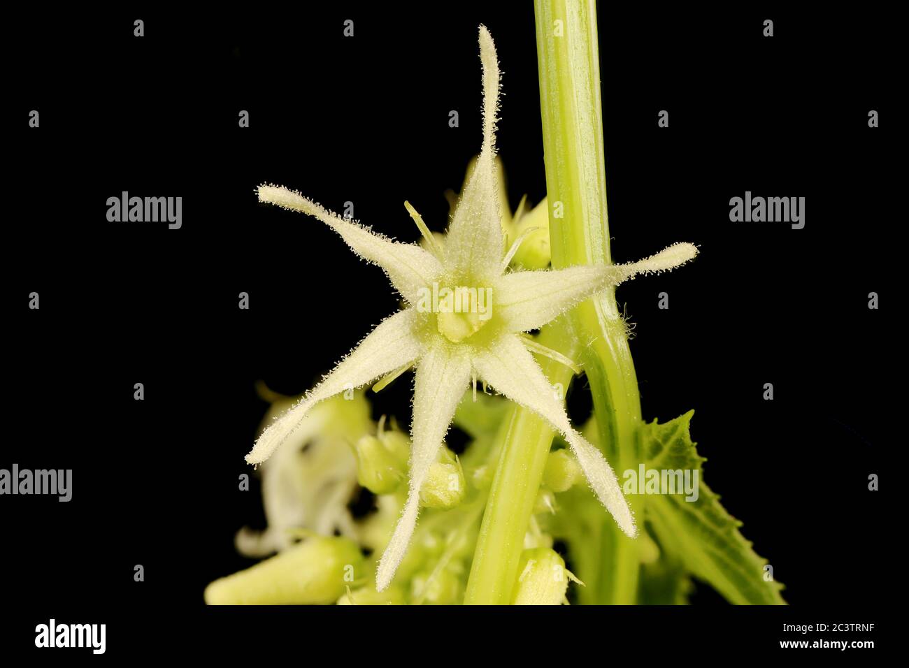 Wild Cucumber (Echinocystis lobata). Flower Closeup Stock Photo