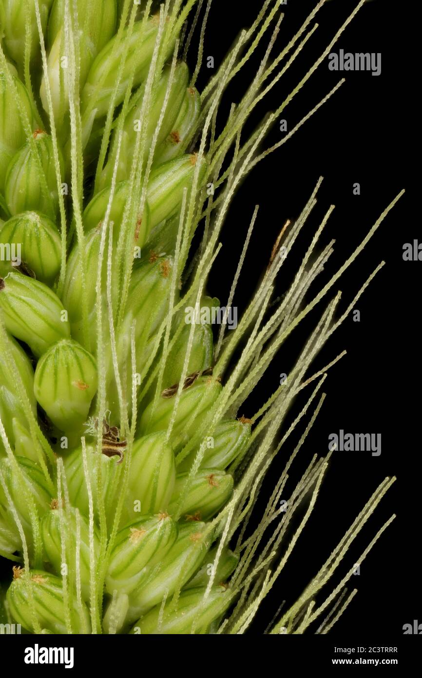 Green Bristle Grass (Setaria viridis). Inflorescence Detail Closeup Stock Photo