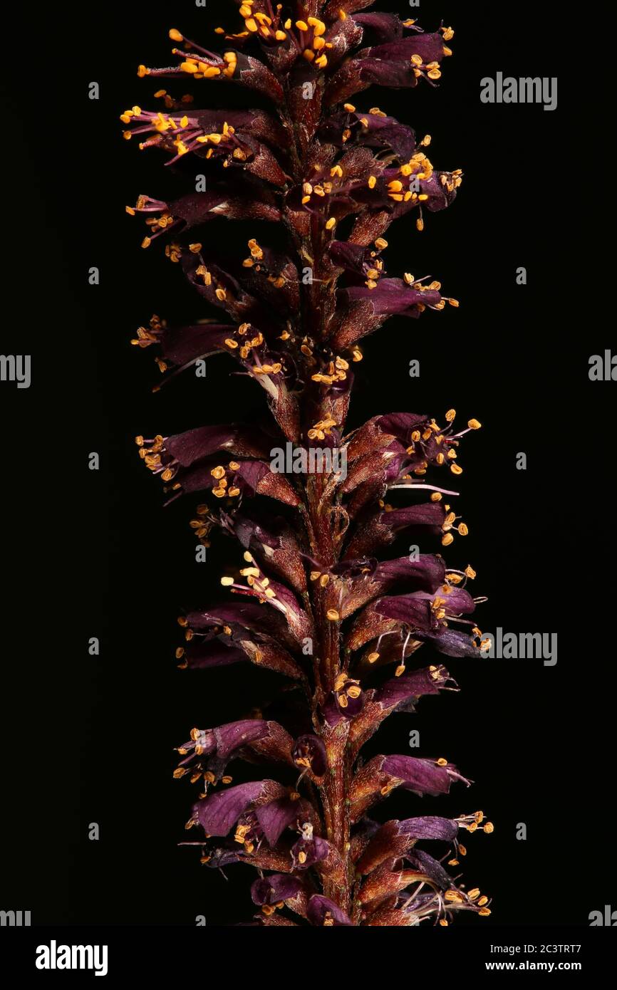 Desert False Indigo (Amorpha fruticosa). Inflorescence Closeup Stock Photo