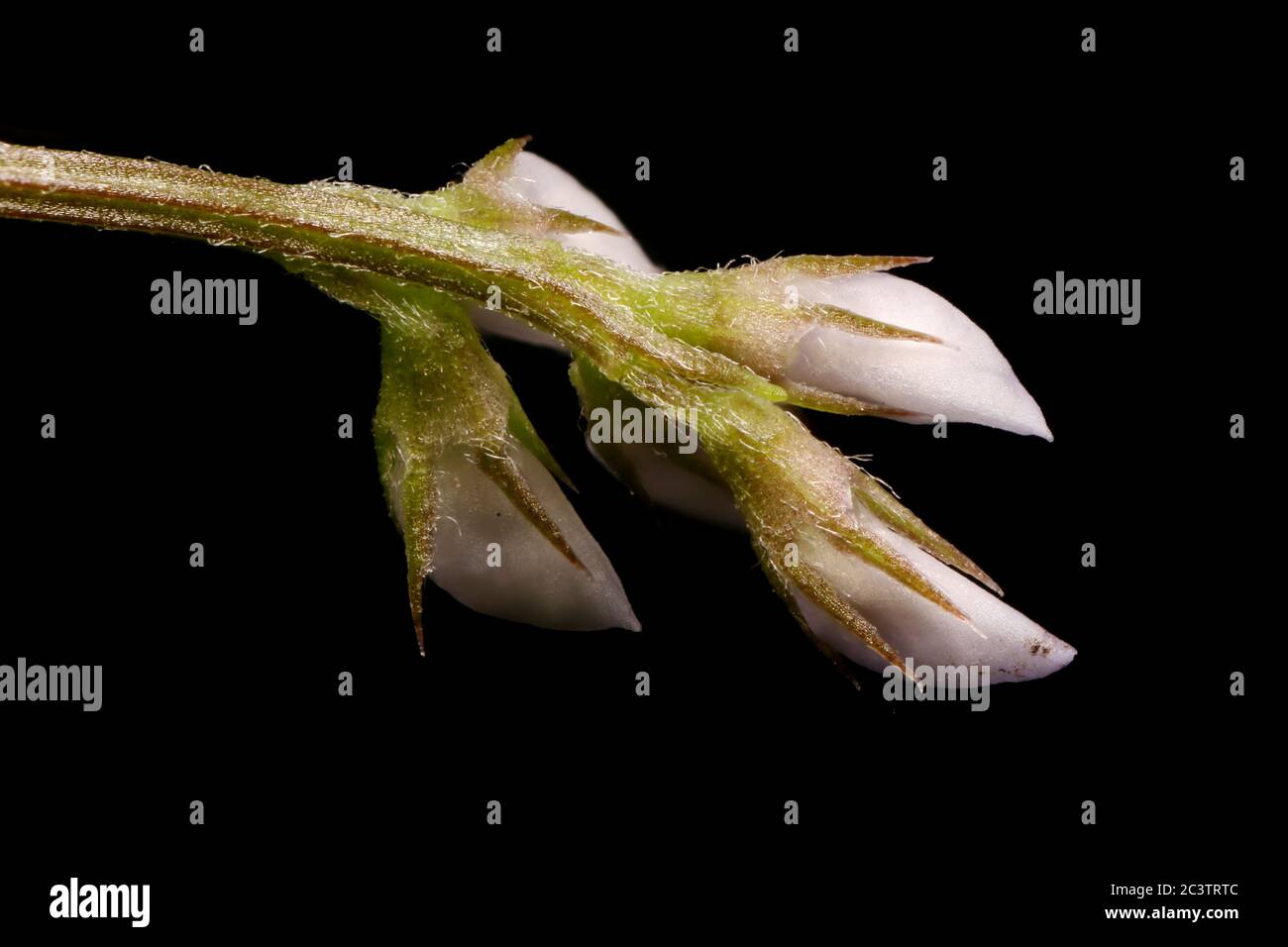 Hairy Tare (Vicia hirsuta). Flowers Closeup Stock Photo