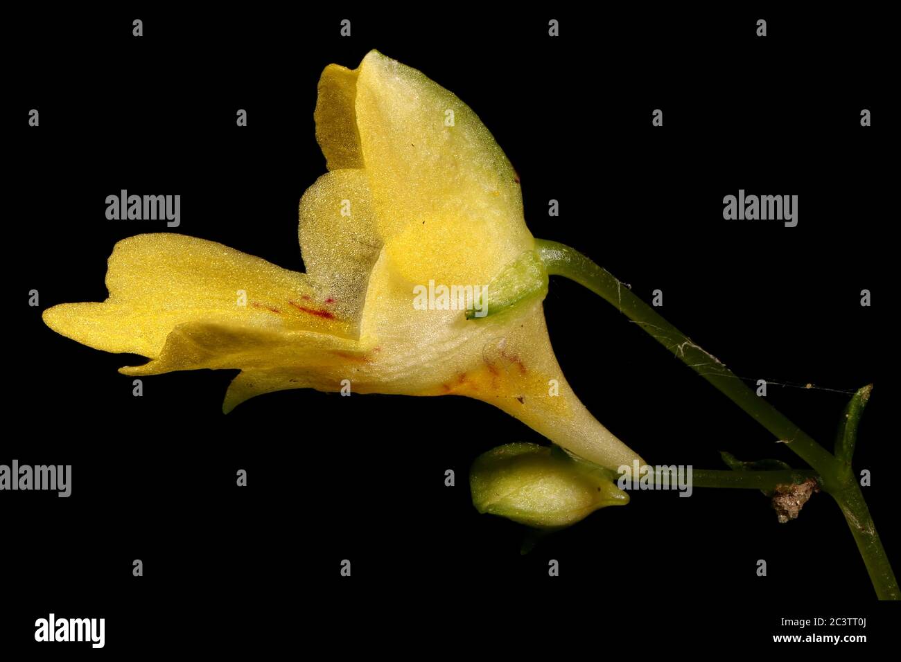 Small Balsam (Impatiens parviflora). Flower Closeup Stock Photo