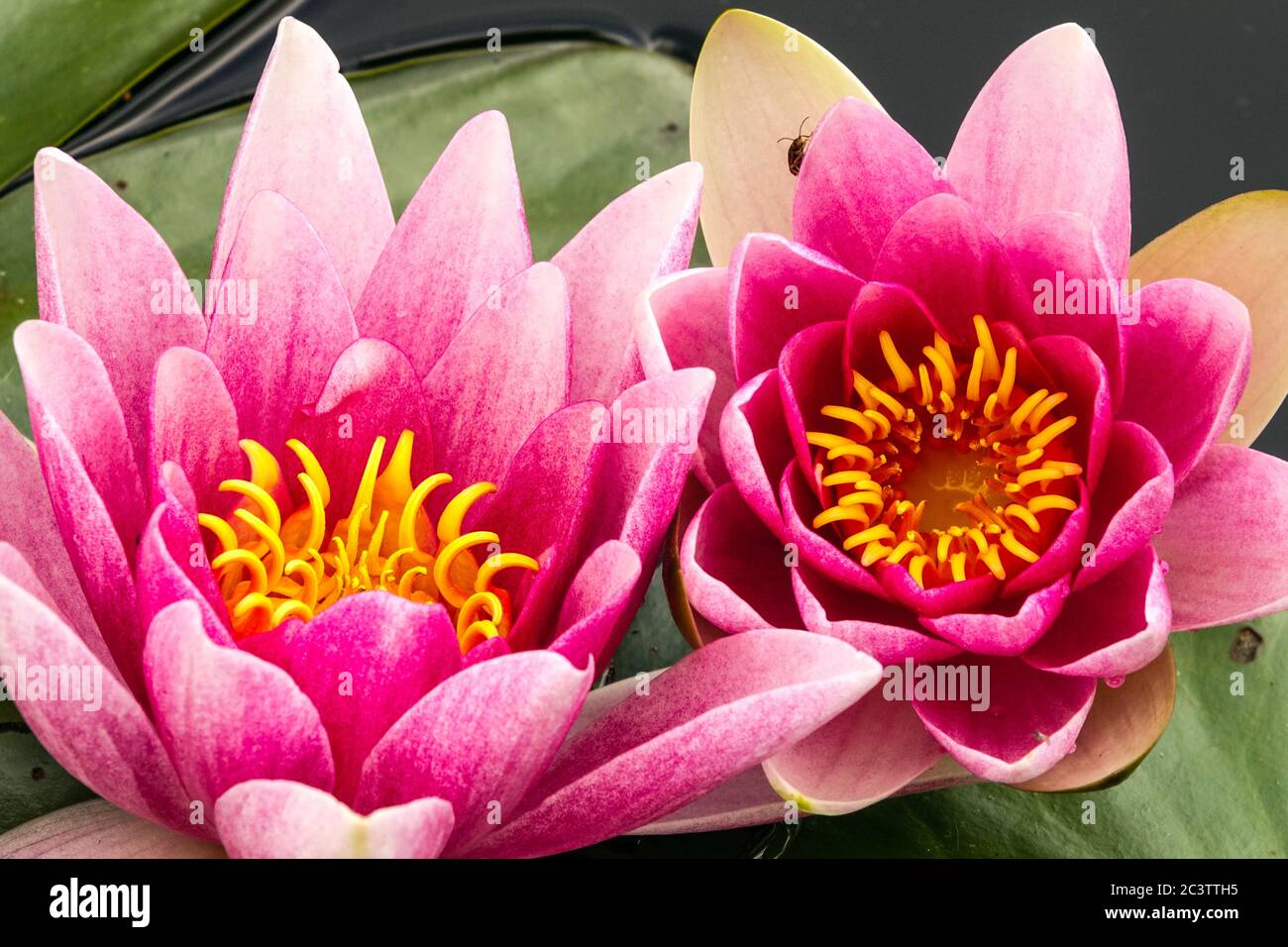 Two pink water lilies close up flowers in garden pond Nymphaea water lily garden Stock Photo