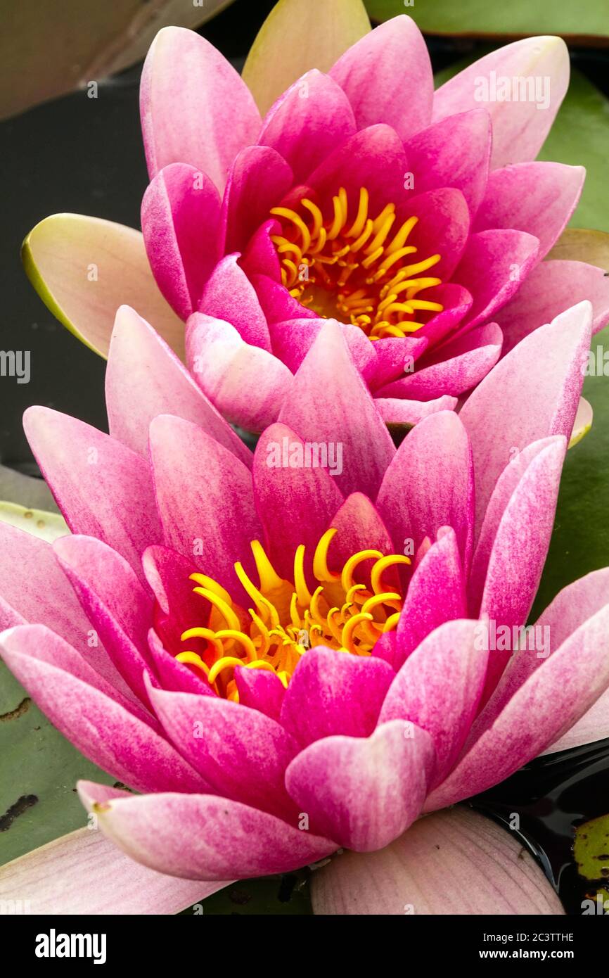 Two pink water lilies in garden pond Stock Photo