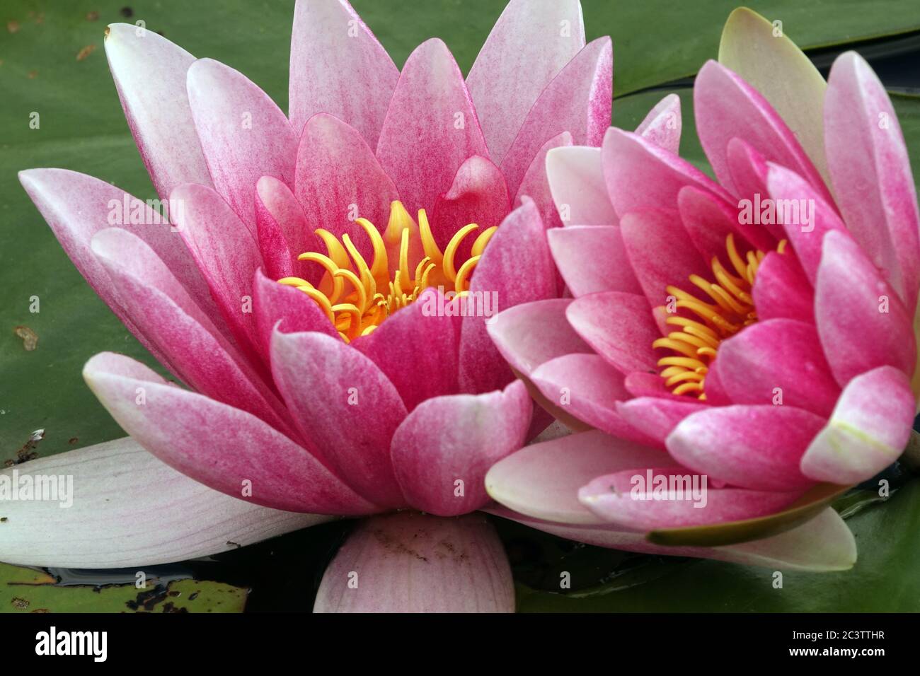 Two pink water lilies beauty flowers Stock Photo