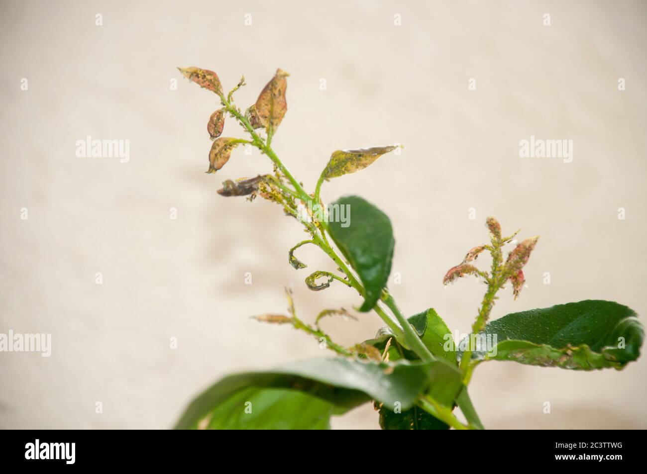 Aphids on the young leafs of a lemon tree Stock Photo Alamy