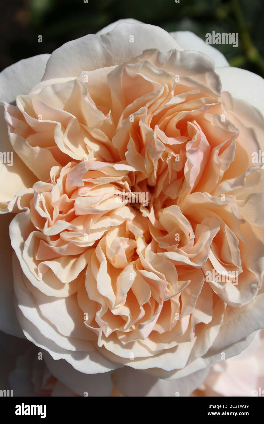 Rosa 'Lichfield Angel' - an English Shrub Rose by David Austin Roses Stock Photo