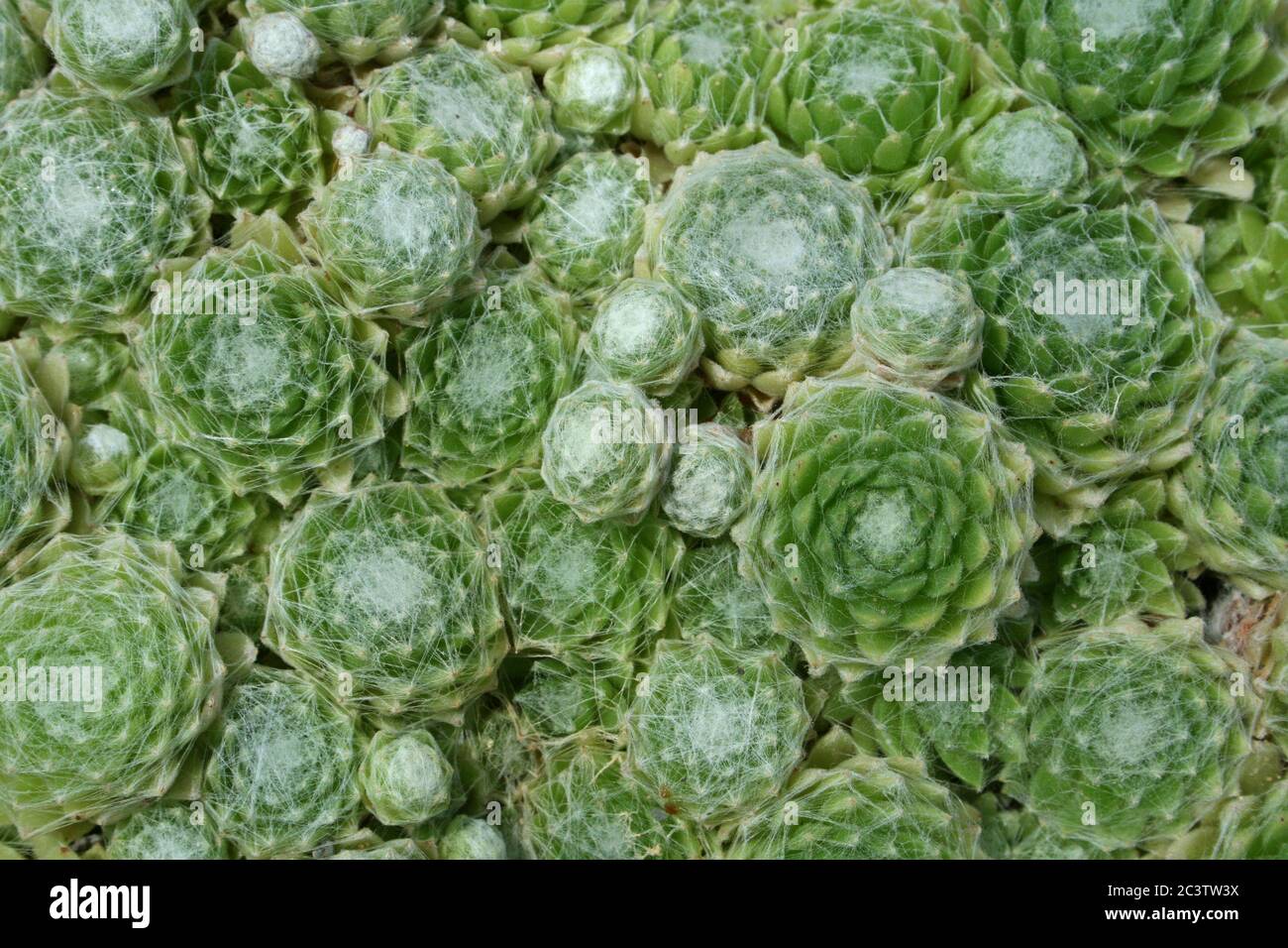 Cobweb Houseleek Sempervivum arachnoideum Stock Photo