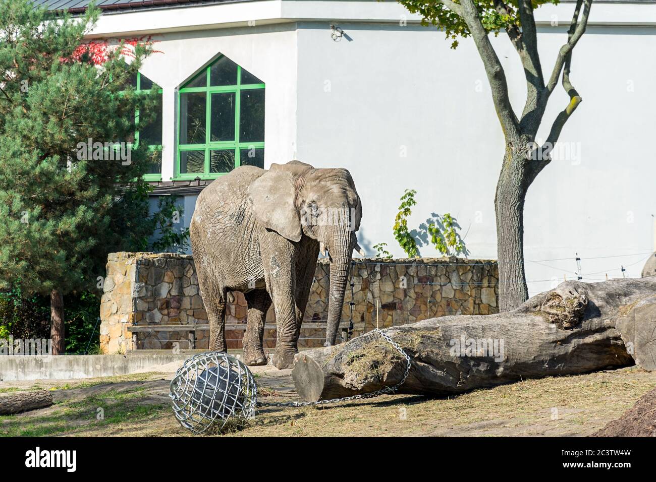 Elephant On The Catwalk Warsaw Zoo Sunny Day In The Zoo African Wild Animals Stock Photo Alamy
