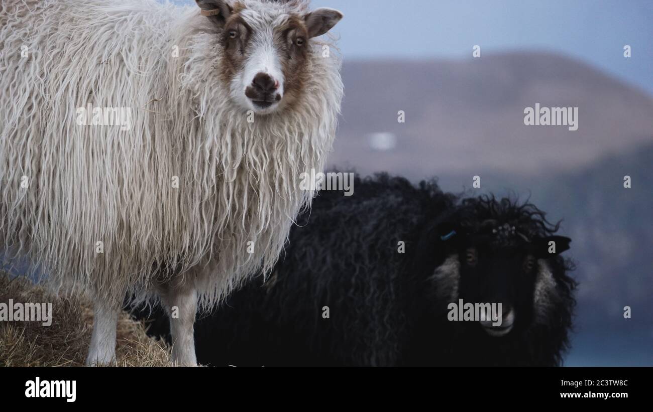 The Icelandic sheep Stock Photo - Alamy