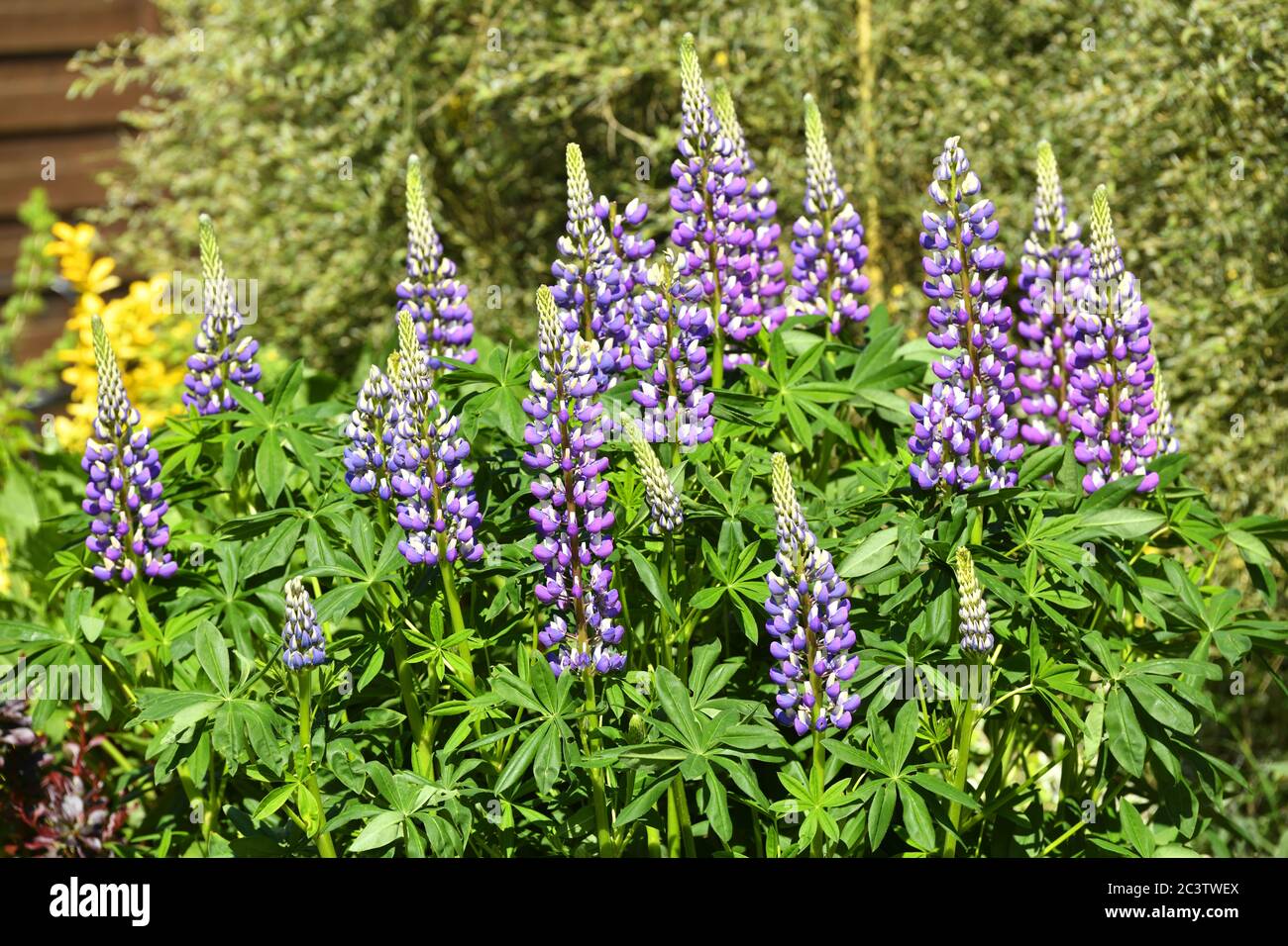 Lupine, Lupinus, Lupinen Stock Photo