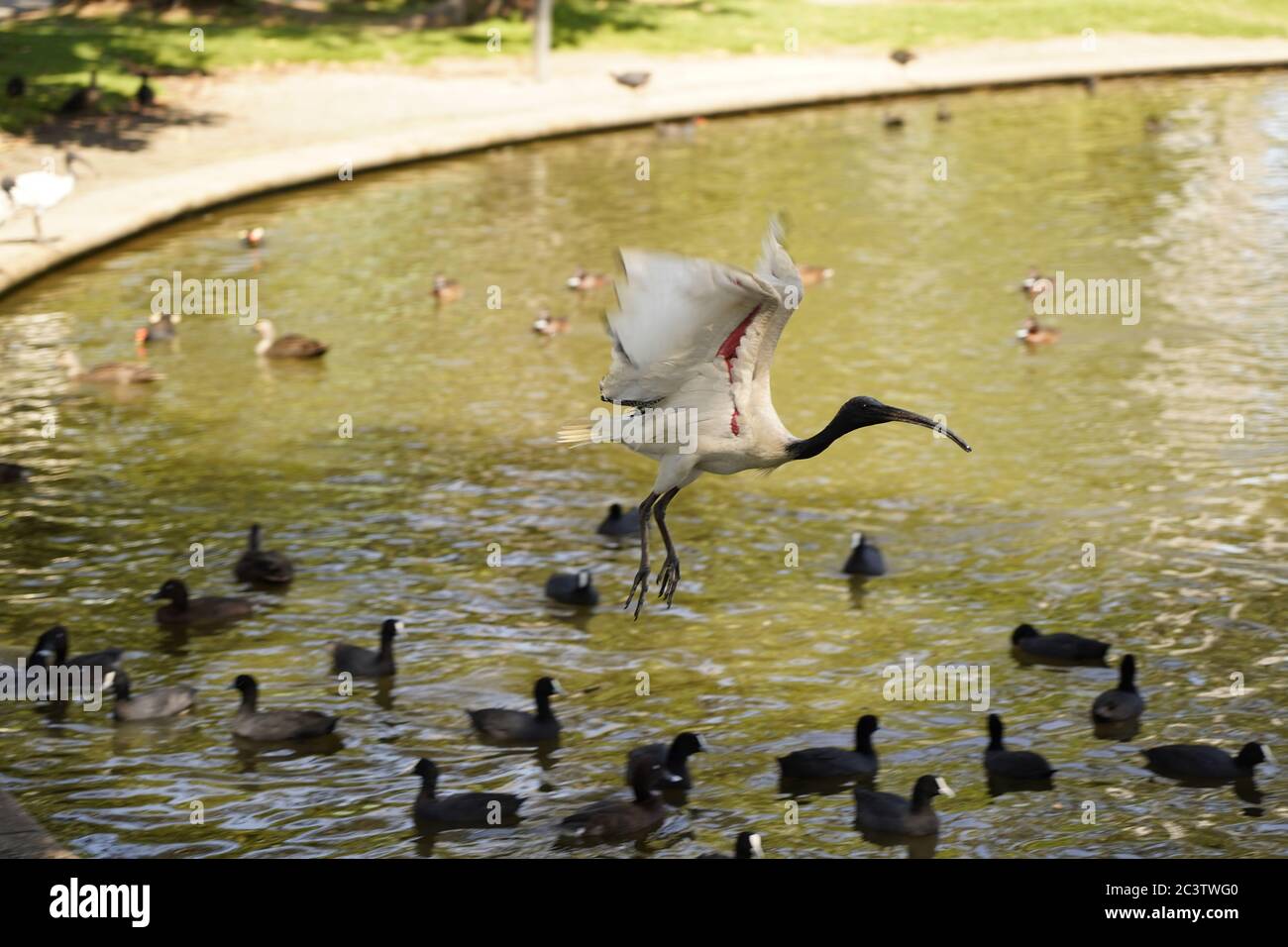 Australian white ibis taking flight, Caboolture, Queensland, Australia Stock Photo