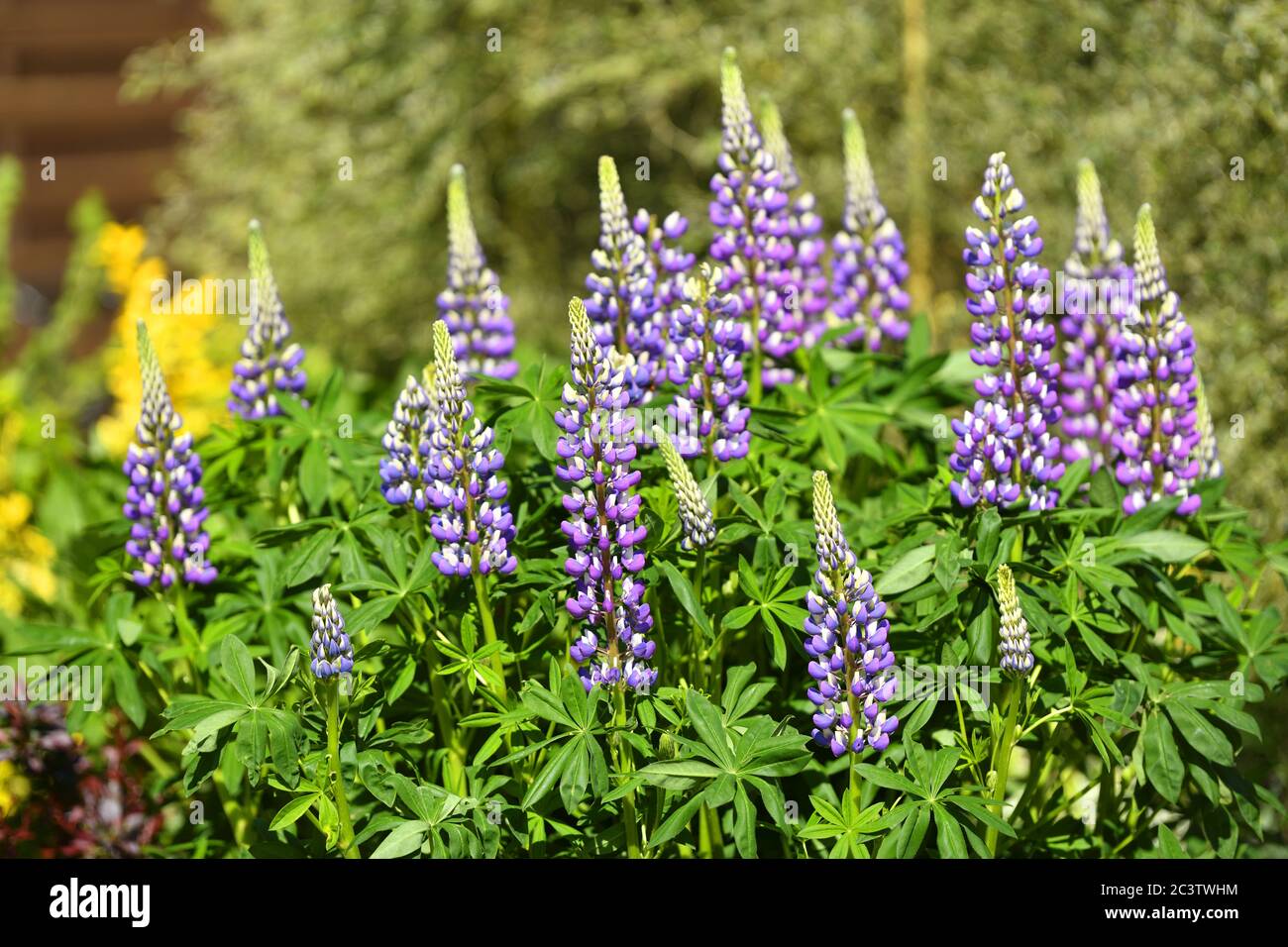 Lupine, Lupinus, Lupinen Stock Photo