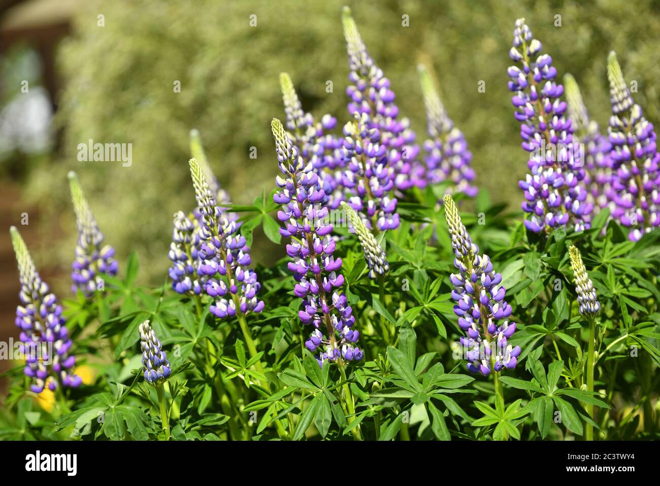 Lupine, Lupinus, Lupinen Stock Photo