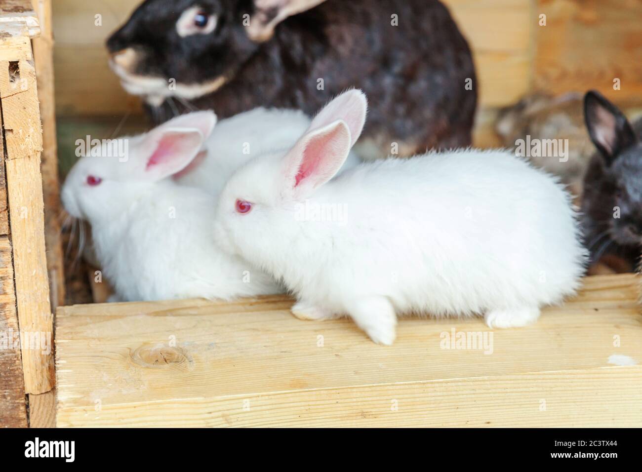 Many different small feeding rabbits on animal farm in rabbit-hutch ...