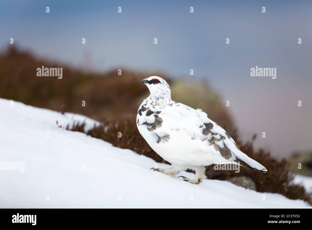 A ptarmigan showing its winter camouflage on the snow covered highlands of the Cairngorm national park in Scotland, UK Stock Photo