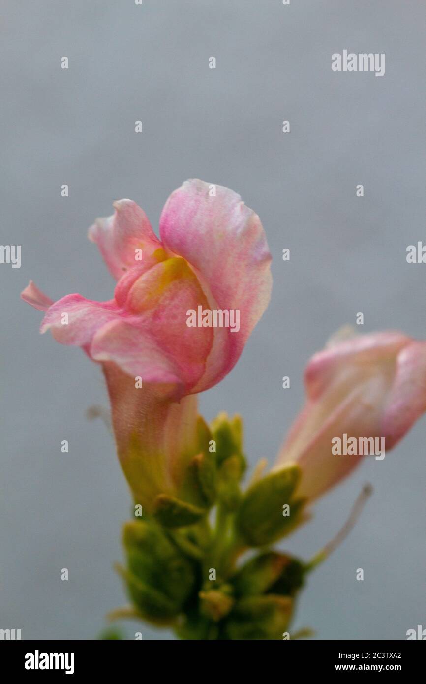Orange-pink dragon flowers or snapdragons (Antirrhinum) in natural light Stock Photo