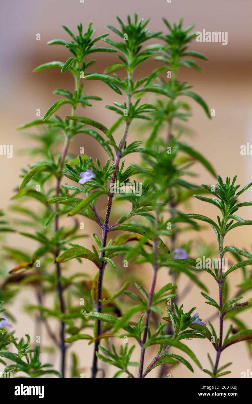 Thyme aromatic perennial evergreen herb in the mint family Lamiaceae in a pot in urban garden