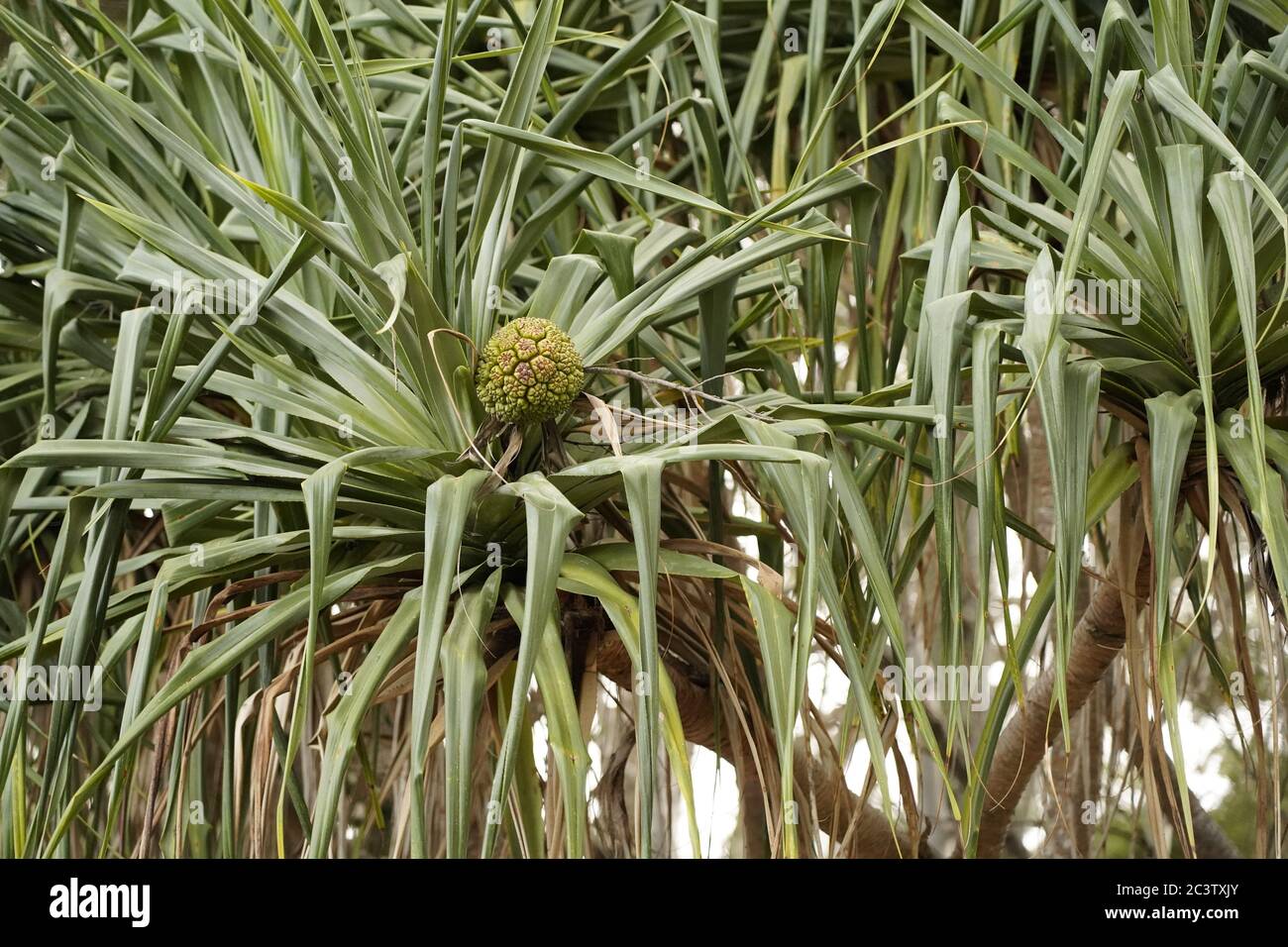 fruit of the pandanus palm tree, Australia Stock Photo Alamy