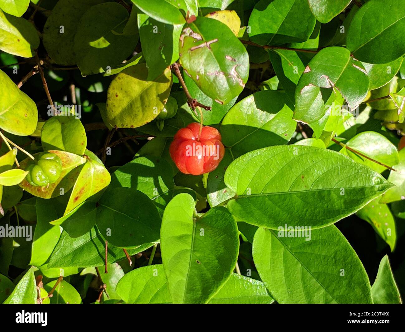 Little red Eugenia uniflora in the middle of green leaves in sunny morning Stock Photo