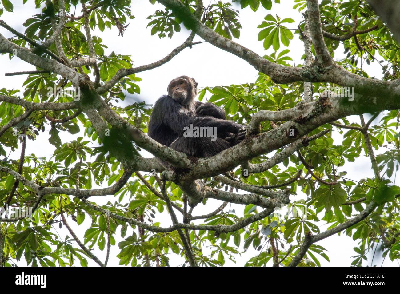 Common chimpanzee (Pan troglodytes) Stock Photo