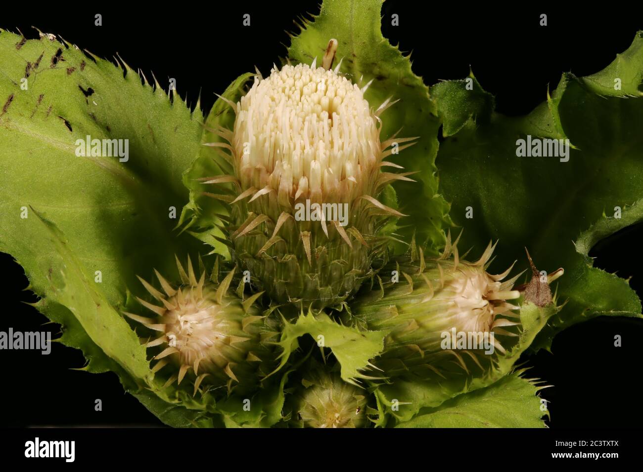 Cabbage Thistle (Cirsium oleraceum). Inflorescence Closeup Stock Photo