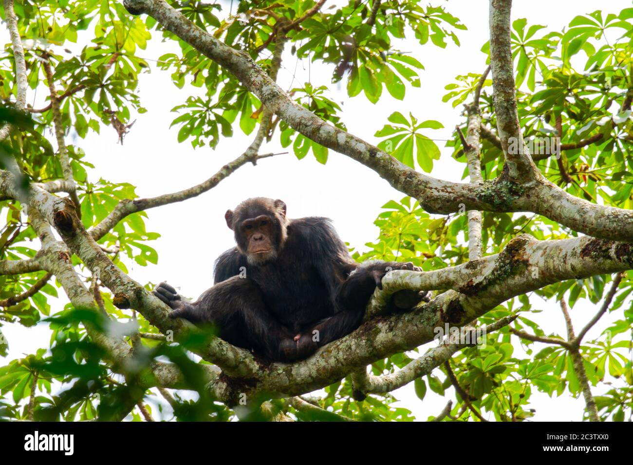Common chimpanzee (Pan troglodytes) Stock Photo